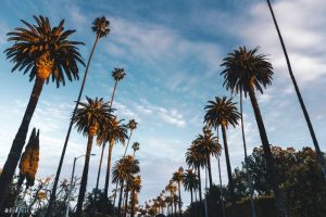 beverly hills palm lined streets