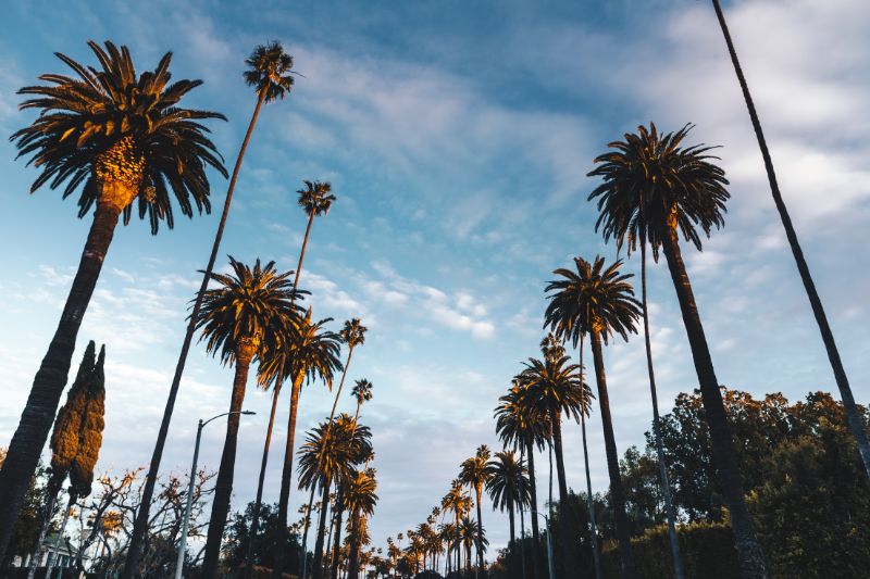 beverly hills palm lined streets